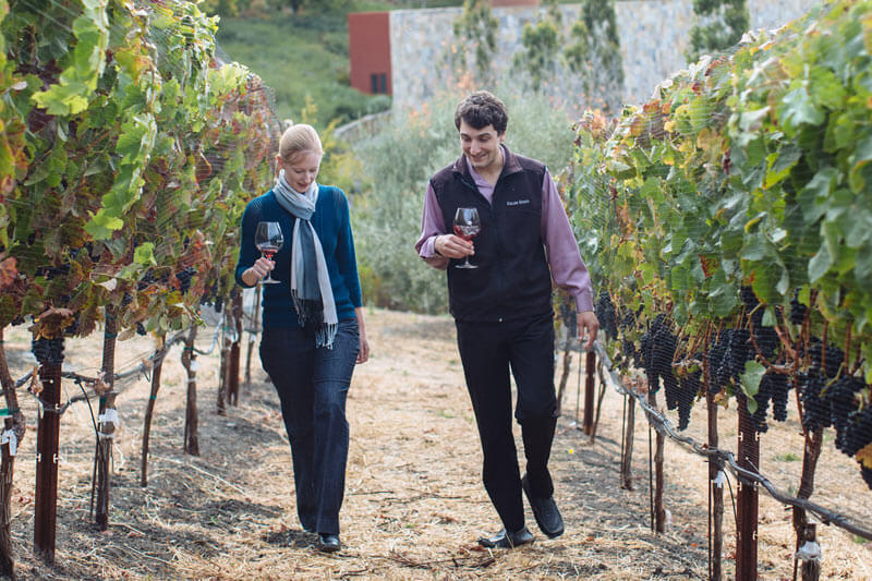 Wine In Vineyards