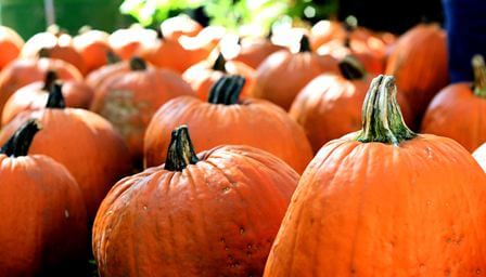 Petaluma Pumpkins