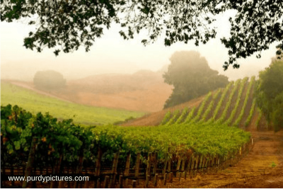 Petaluma Gap AVA courtesy of www.purdypictures.com