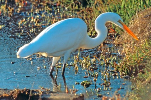 Birding at Shollenberger Park