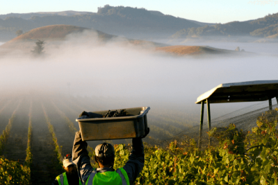 Petaluma Gap harvest at McEvoy Ranch