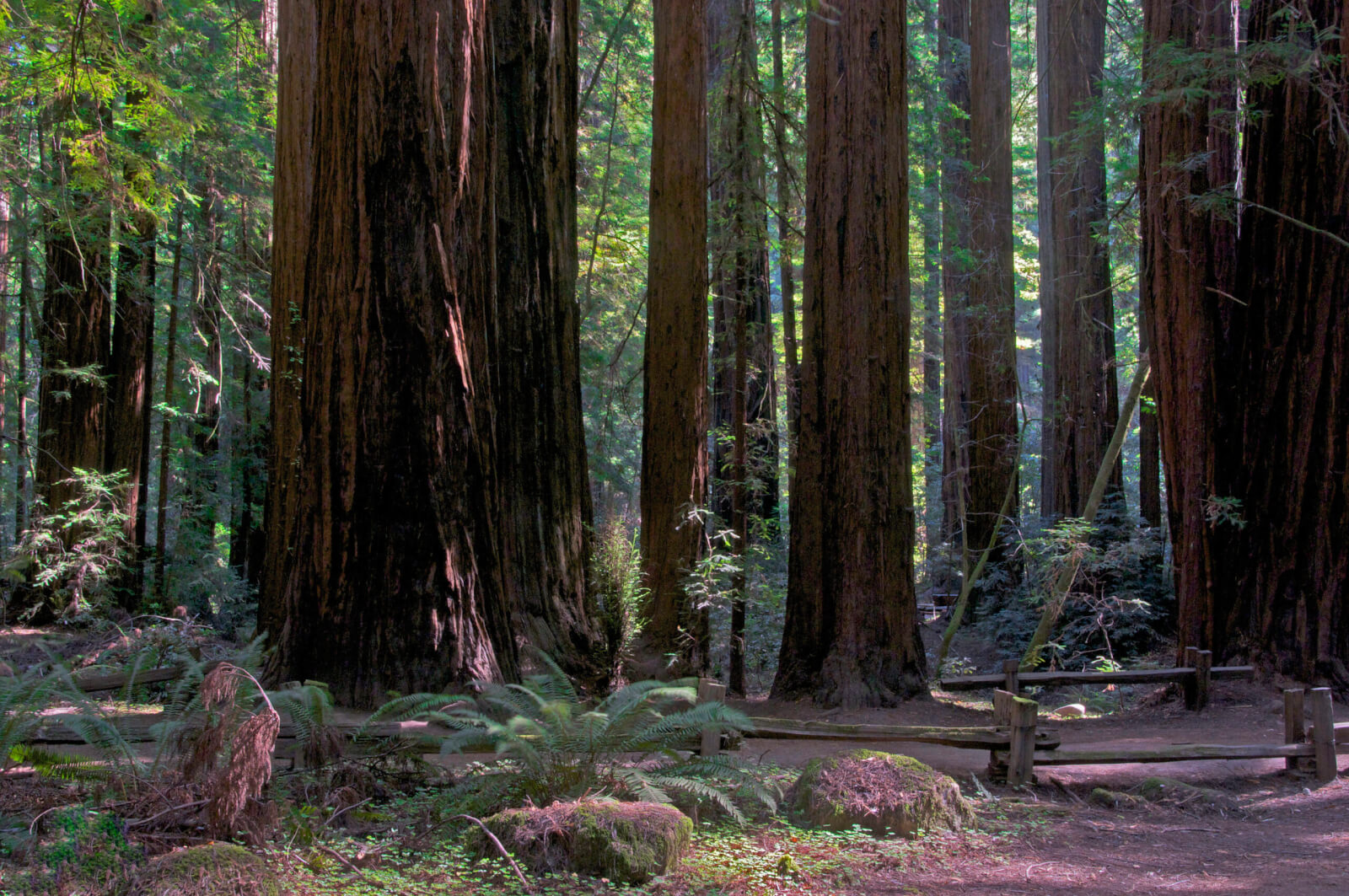 Armstrong Redwoods State Natural Reserve in Guerneville
