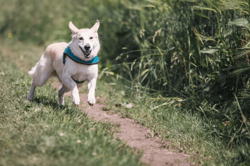 Dog running in Petaluma Park