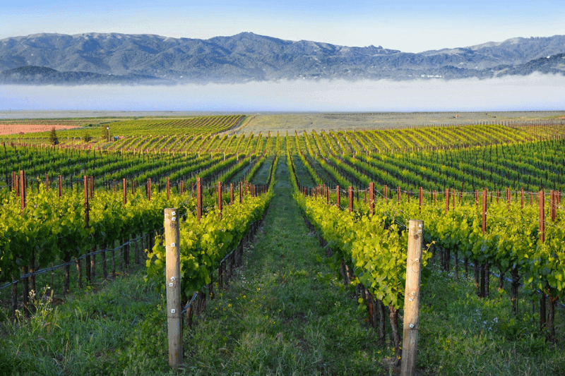 Vineyard with low fog in distance, in front of mountains.