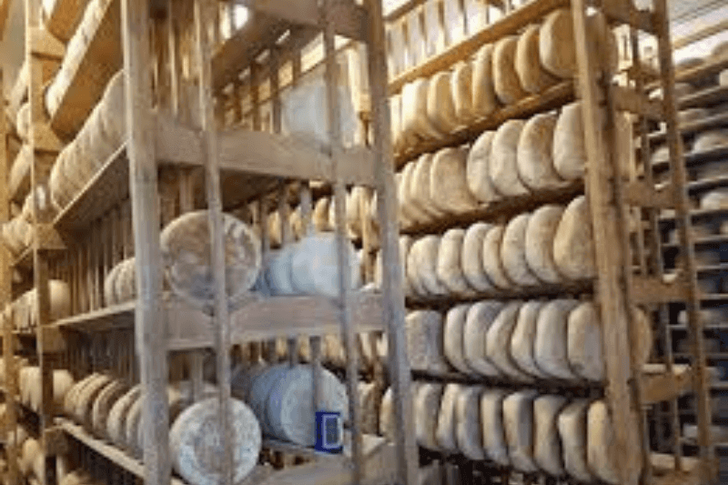Cheese wheels on racks at creamery