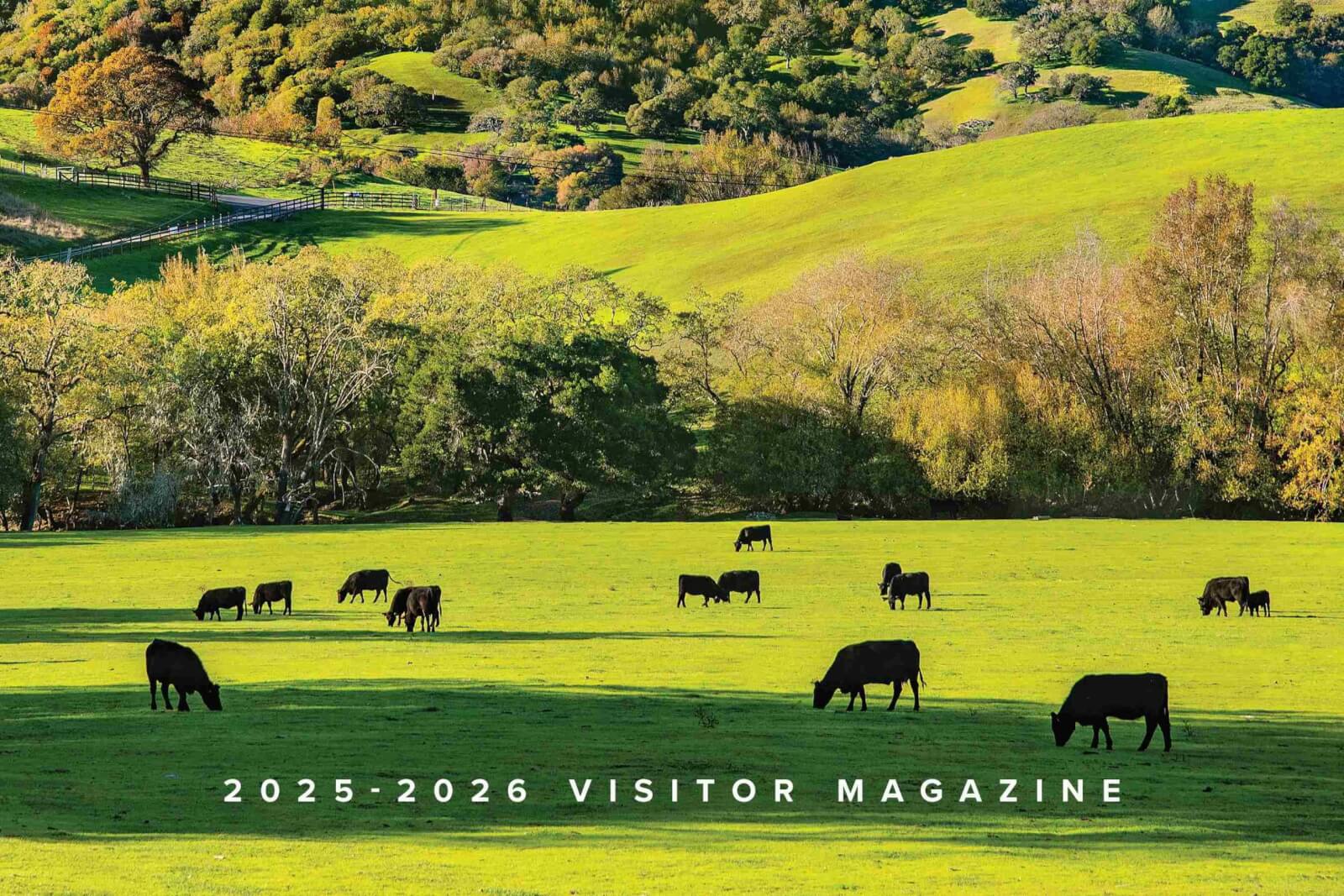 Cows grazing in green meadow on a bright day, some in cloud shadow, rolling hills behind.