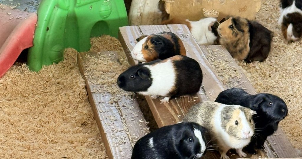 Family vacation, petaluma style! 2 Group of guinea pigs on wood