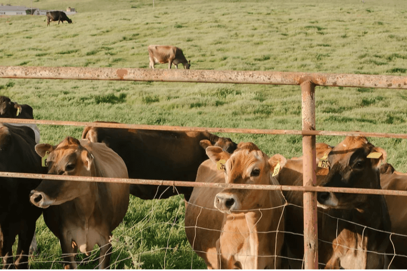 Traditional Farm Tour Visit Petaluma
