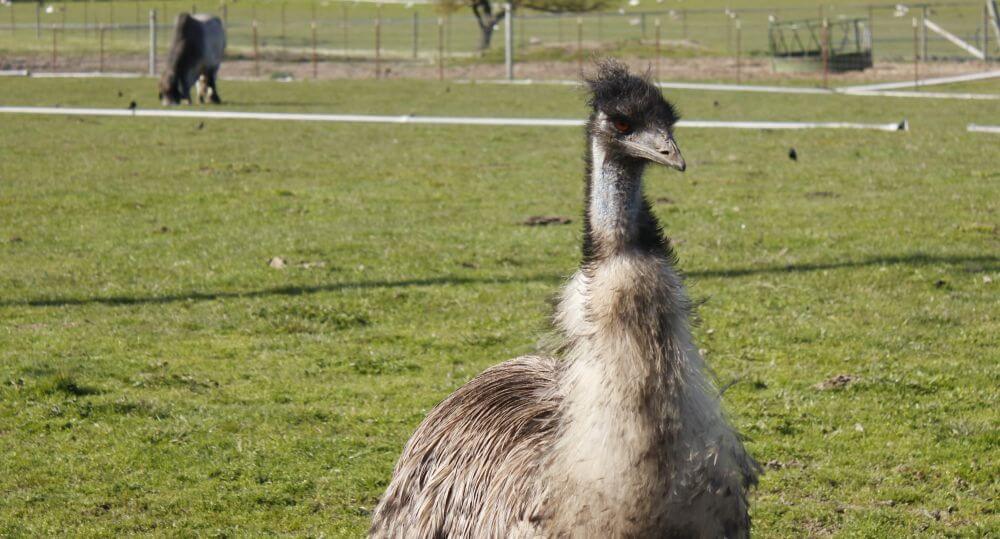 Family vacation, petaluma style! 6 Emu standing in grassy field.