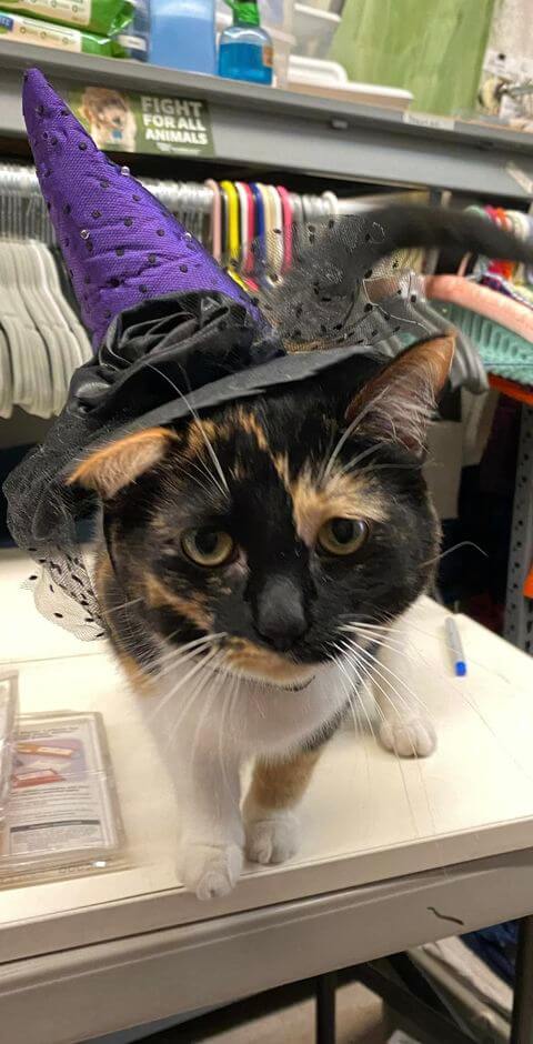 Mall-o-ween trick-or-treat + bake sale with crazy cat ladies