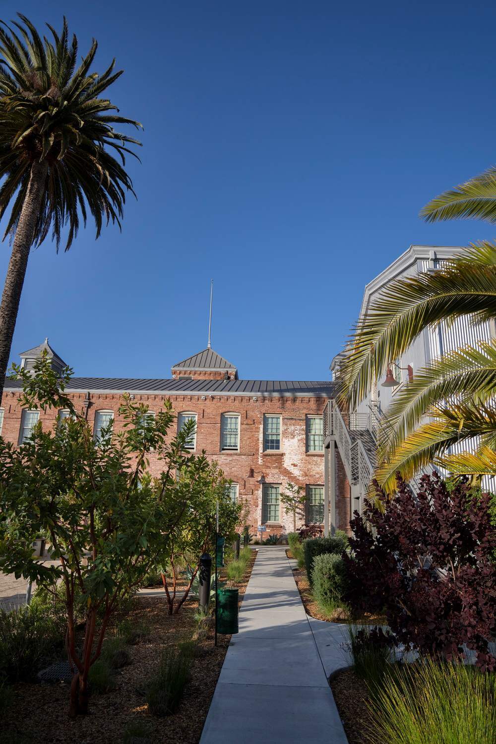 Plan your visit to petaluma 3 Palm trees line walkway to historic building on cloudless day.