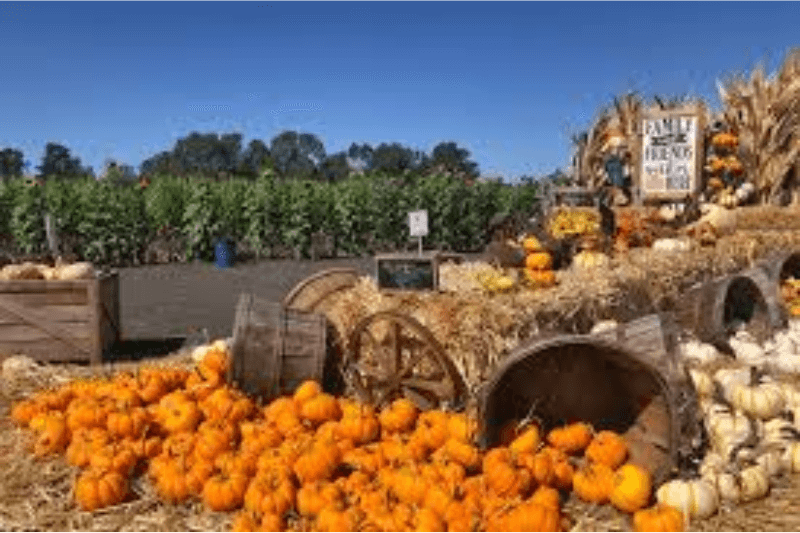 Petaluma pumpkin patch & amazing corn maze