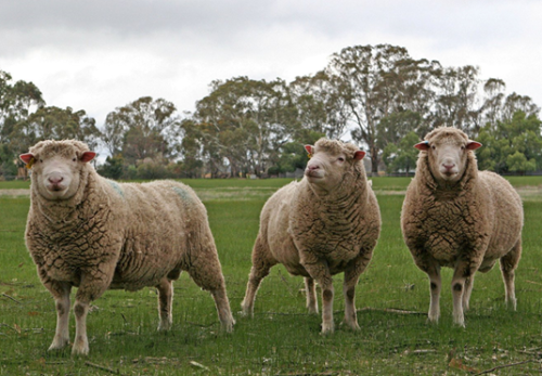 Sheep Searing Day 2024
