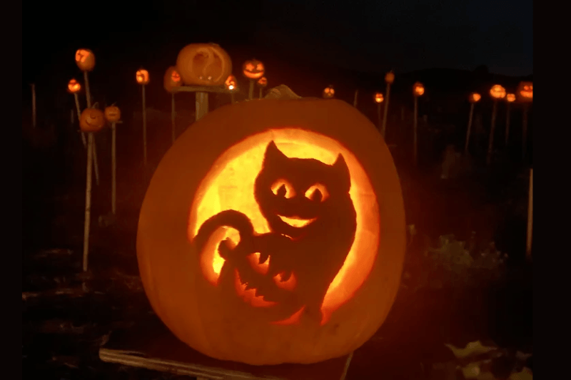 Pumpkins on pikes