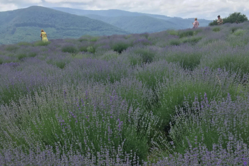 A Day in Lavender