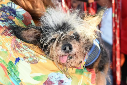 The World's Ugliest Dog Contest is Back!