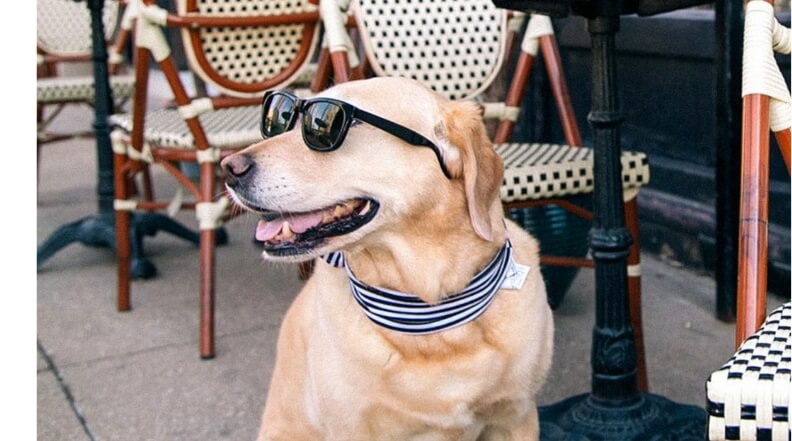 Dog sporting a striped ribbon around its neck and black sunglasses at an outdoor cafe.