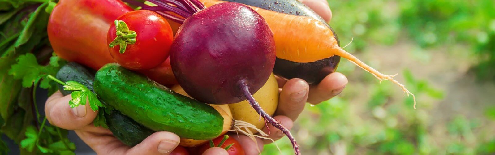 Fresh picked veggies held up in man's hands