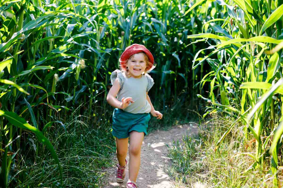 Home 2 Girl in shorts and red hat running through corn maze