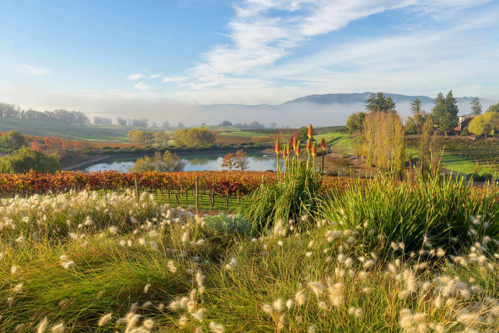 Scenic vineyard landscape with water