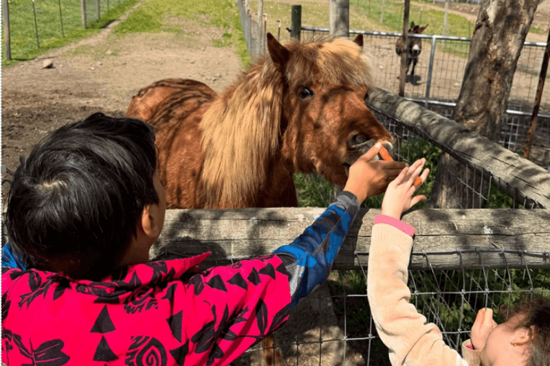 Family vacation, petaluma style! 3 Children feeding a miniature horse