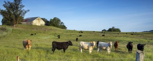 You thought you knew petaluma