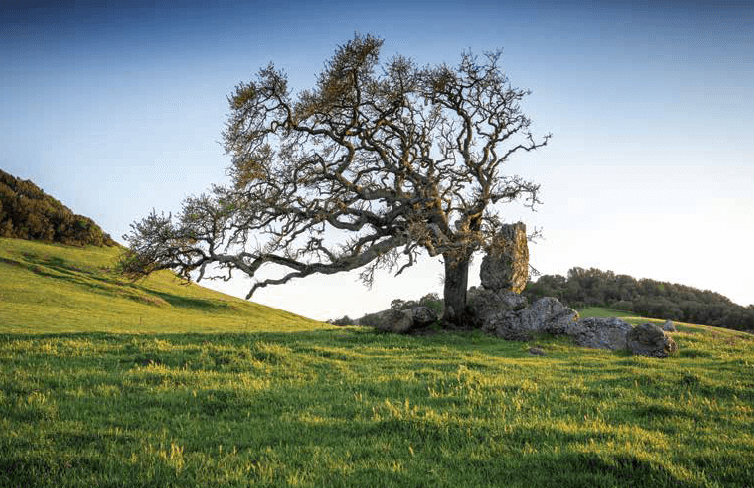 green hillside with live oak in front of large rocks against blue sky