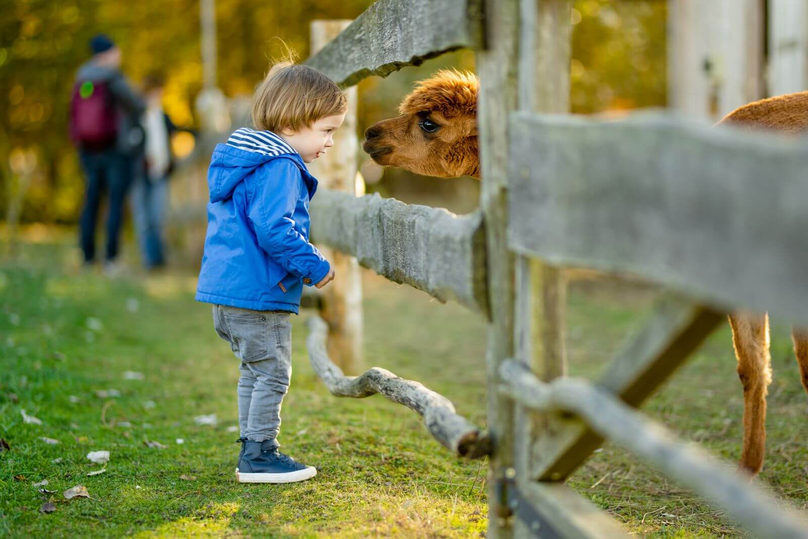 Things to do in petaluma 5 Child interacting with friendly animal
